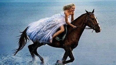 How to Choose a Commercial Horse Hauler