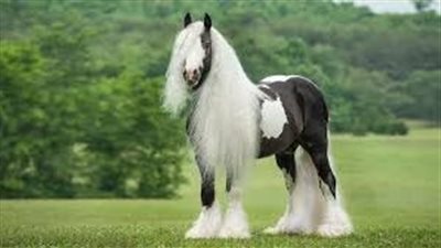 Develop Your Horse’s Topline