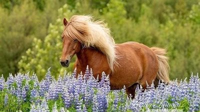 Unveiling the Icelandic Horse: Majestic Beauty and Endless Adventure