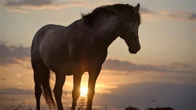 Horse Pasture Renovation