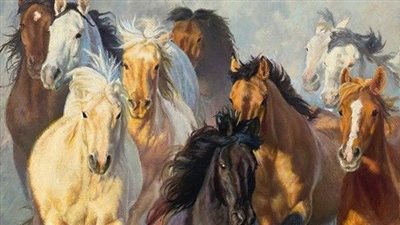 How Often Should Your Horse Be Re-Shod?
