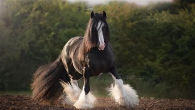 10 Hot Tips for Keeping Your Horse Cool