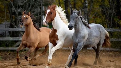 Help Your Horse Survive the Winged Pests of Summer