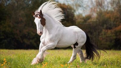Equine Probiotics and Prebiotics