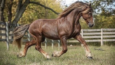 Muddy Horse Paddock Footing Fixes