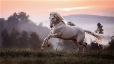 Dust Management in Horse Facilities