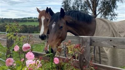 Caring for the Equine Elder