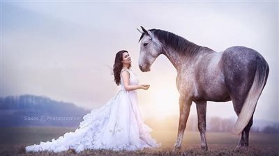 The Pampered Horse Complex