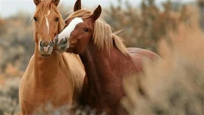 Licking and Chewing – Submission or Stress?