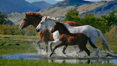 Training the Green Horse: Back to Work