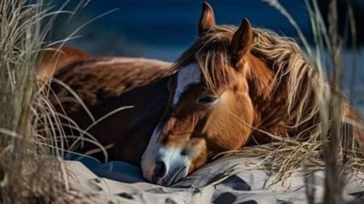 Equine Asthma