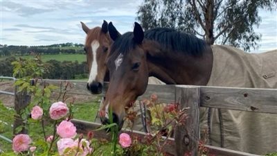 How to Choose a Horse Trailer