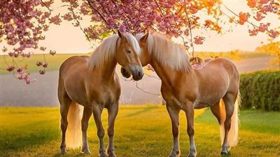 Airway Disease in Racehorses More Prevalent Than Previously Thought