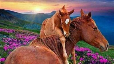The Senior Horse
