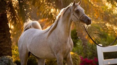Equine Botulism
