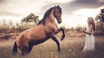 Heart Irregularities in Thoroughbred Racehorses