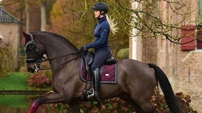 Green Horse: Developing Quality in Movement