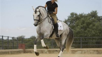 Horses That Pull When Tied