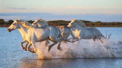 Tying Your Horse or Pony Safely