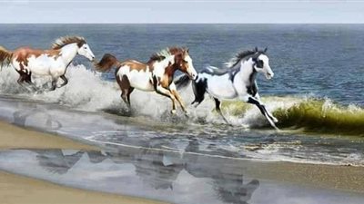 What Does a Horse Chiropractor Do?