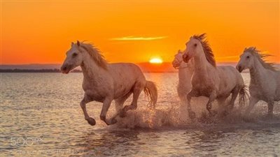 Does My Horse Need a Companion?