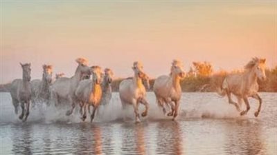 Understanding How Horses See