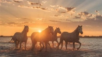 What Is a Sound Horse?
