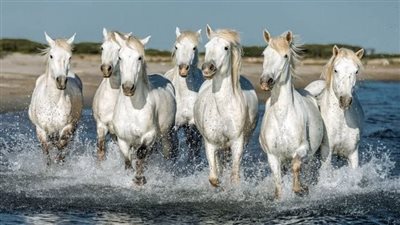 Can an Equine Chiropractor Help Your Horse?