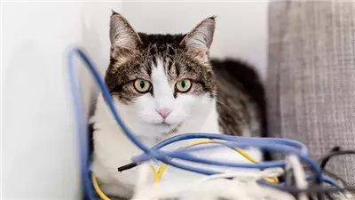 How to Stop Your Cat From Chewing Electrical Cords