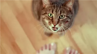 Why Your Cat Is Meowing So Much—and Other Ways They Seek Your Attention