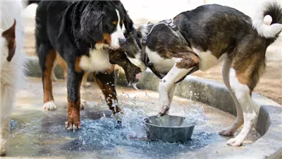Is It Safe for Dogs To Drink Out of Shared Water Bowls?