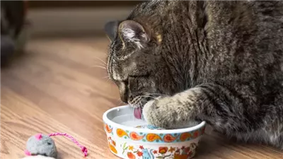 Why Does My Cat Keep Knocking Over Their Water Bowl?