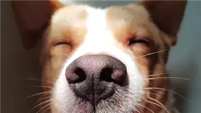Why Do Dogs Have Whiskers?
