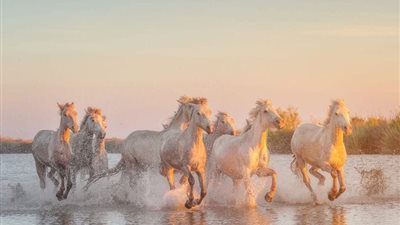 How to Assess the Healthy Weight For A Horse