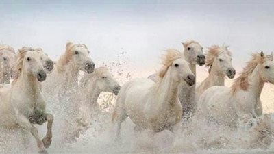 9 Most Common Internal Horse Parasites