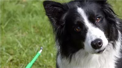 Ticks in Dogs