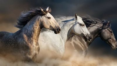 Lice in Horses