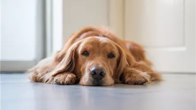 Hernias in Dogs