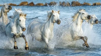 Tetanus in Horses