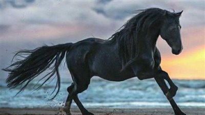 How to Groom Your Horse