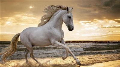 Should Your Horse Wear Shoes or Go Barefoot?