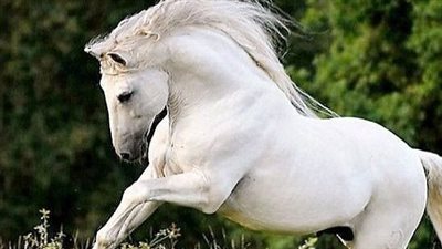 How Often Should Your Horse Be Re-Shod?