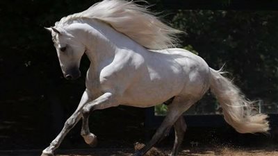 Tips for Hoof Cracks and Chips