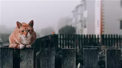 What Do You Feed a Stray Cat?