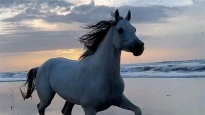 Canadian horses are believed to generate more power per pound of body weight than any other horse breed in the world