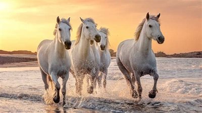 Does My Horse Need a Companion?