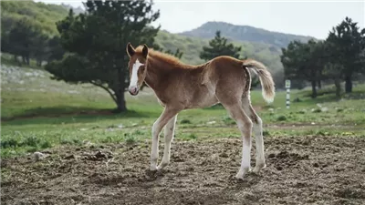 Training a Foal