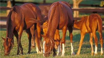 What Is a Foal