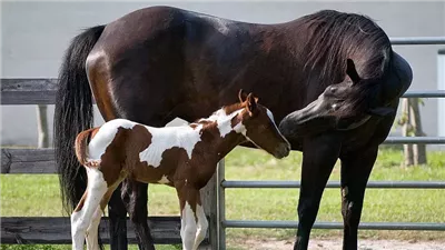 What Is a Colt Horse?