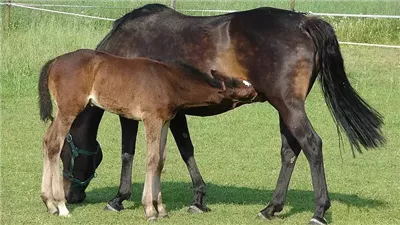 What Makes a Horse a Filly